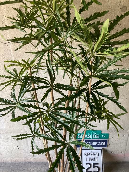 光触媒　人工観葉植物　ウォールグリーン　フェイクグリーン　アラレア@mwd