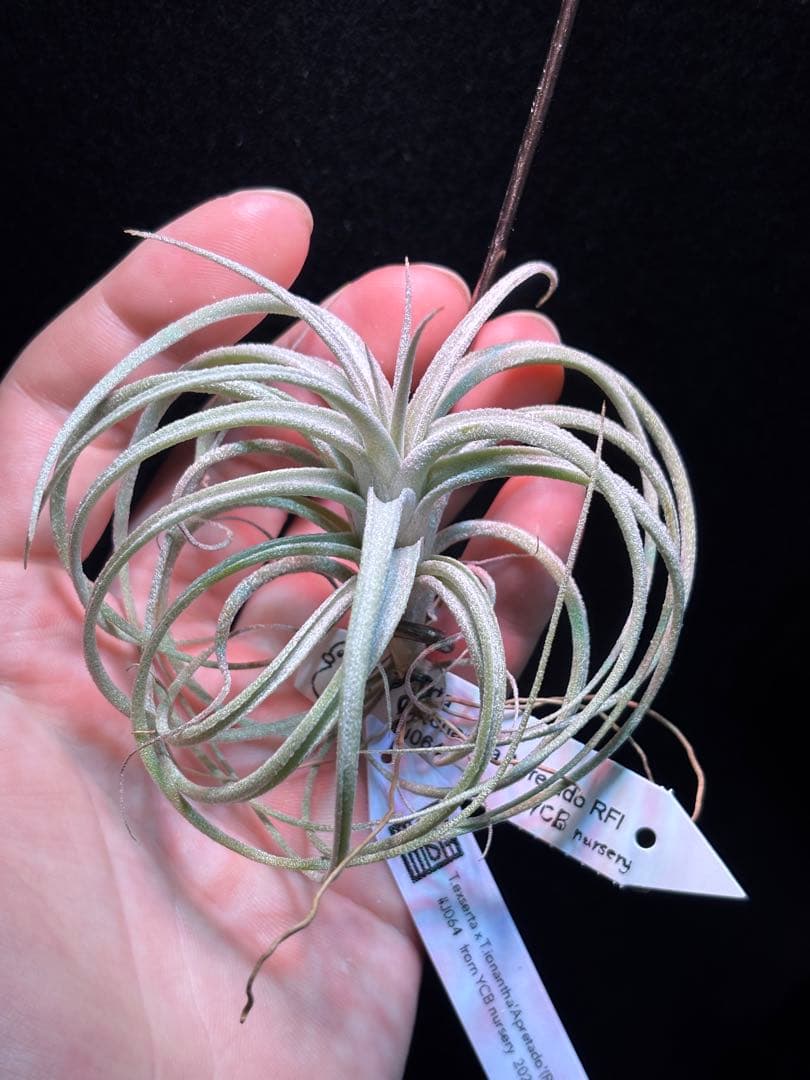 ブロメリア・エアープランツ Tillandsia exserta x 'Apretado RFI' YCB