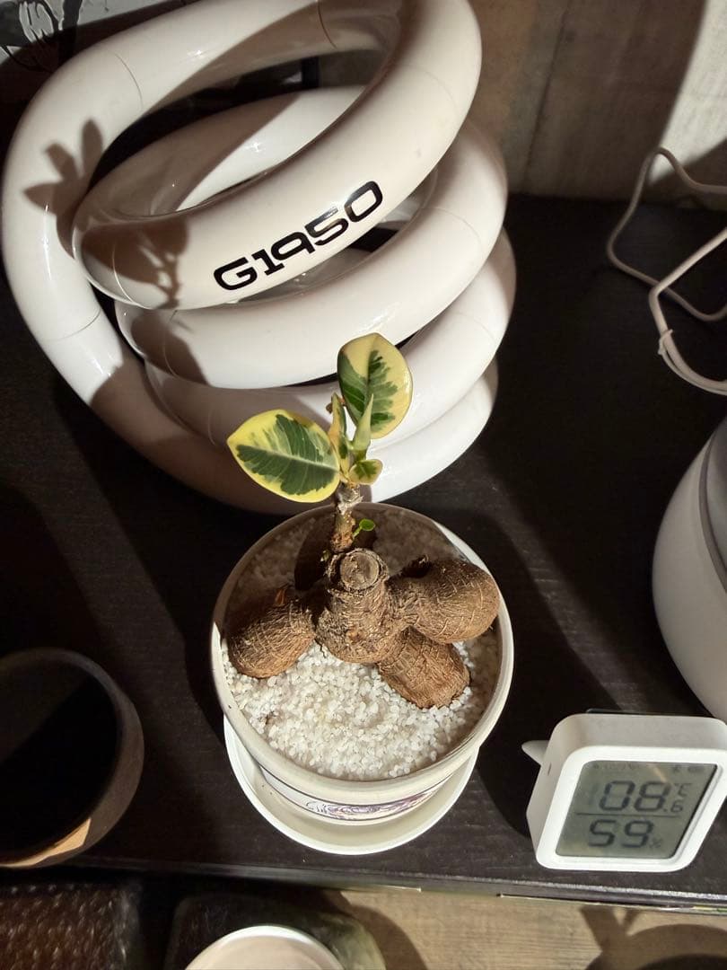 パンダガジュマル斑入り