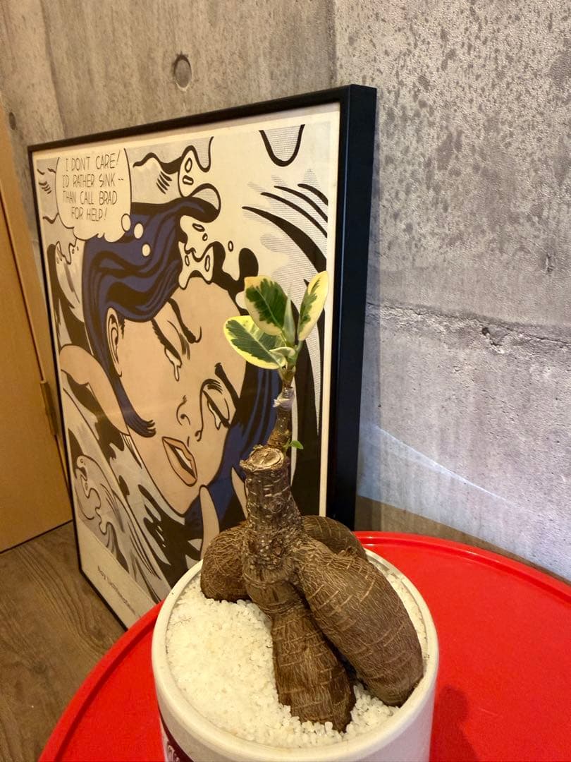 パンダガジュマル斑入り