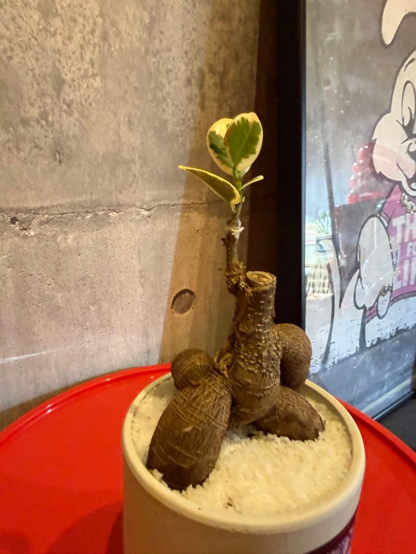 パンダガジュマル斑入り