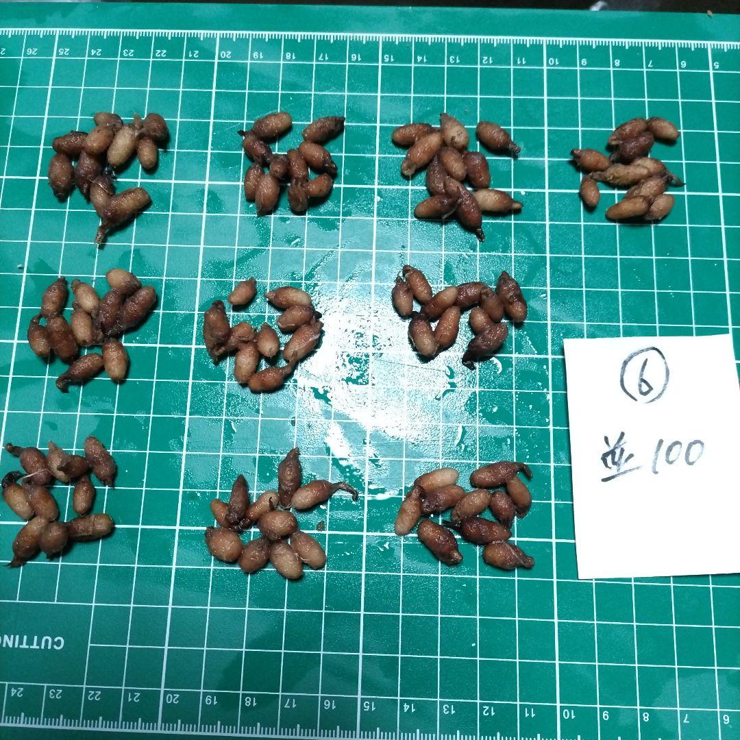 サギソウ　タピ