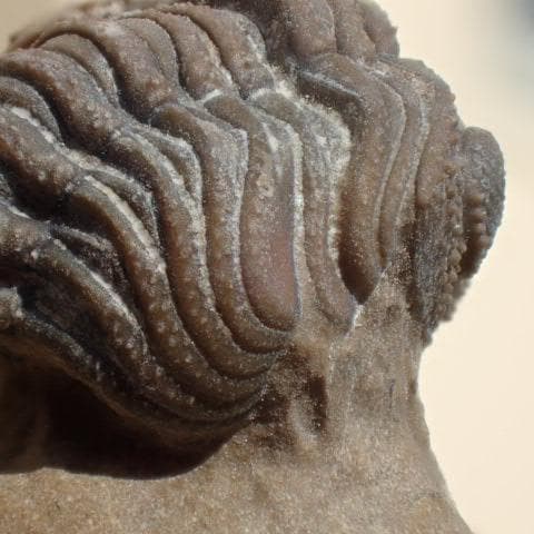 三葉虫の化石 美麗 モロッコ産 モロコプス・スピニファー 本物保証