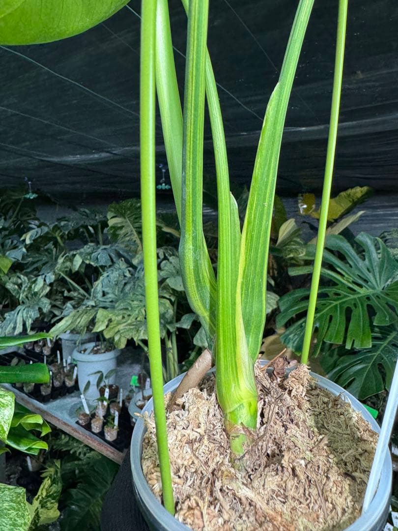 MY1モンステラ　イエローマリリン　黄斑入り