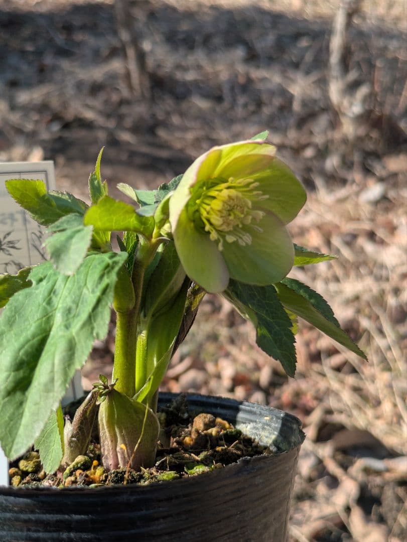 高橋育苗 little beast オキシデンタリス系 原種交配 カップ咲き