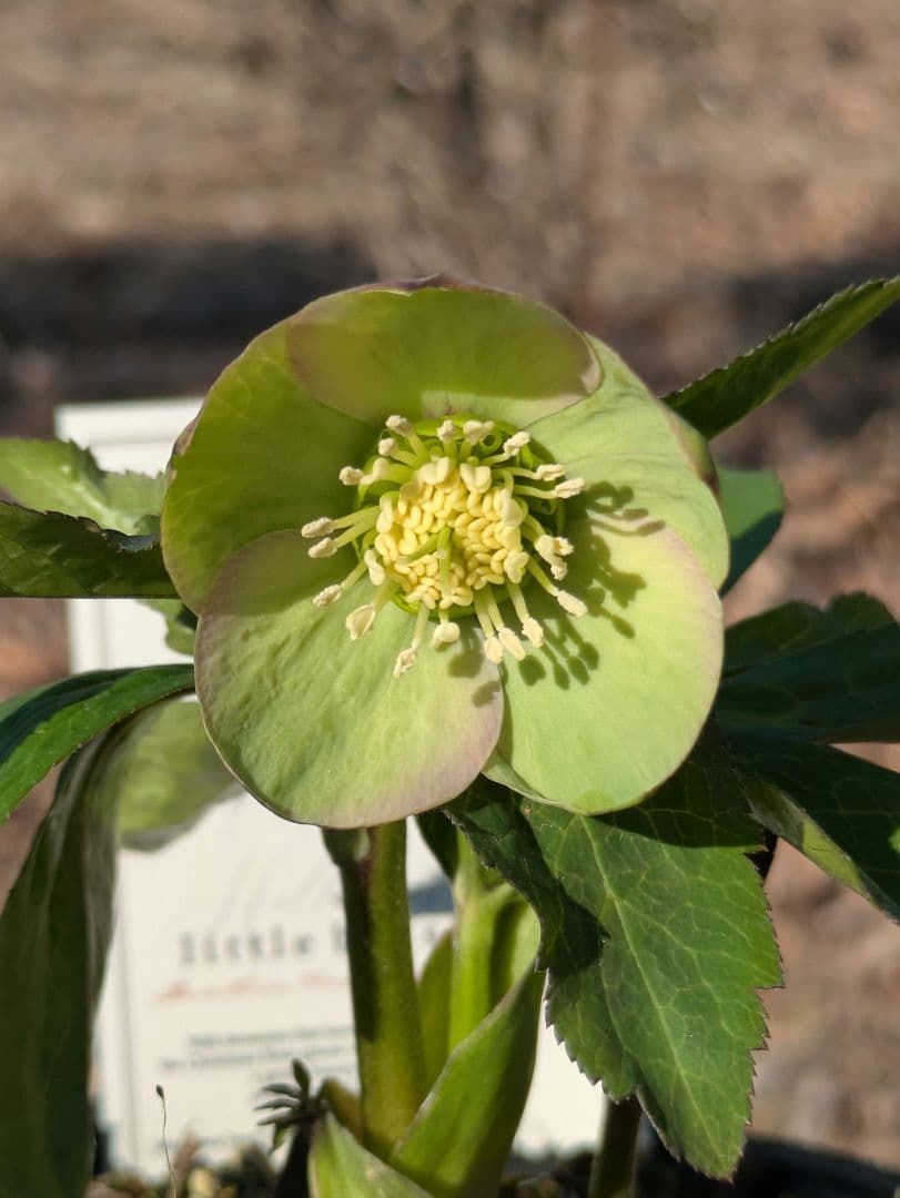 高橋育苗 little beast オキシデンタリス系 原種交配 カップ咲き
