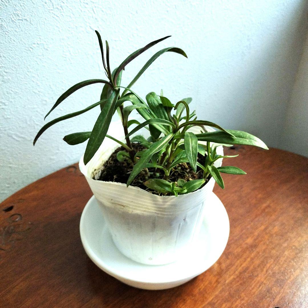 フロックス・ブルーフレームの苗 　♡3．5号ポットごと発送♡ 　　宿根草