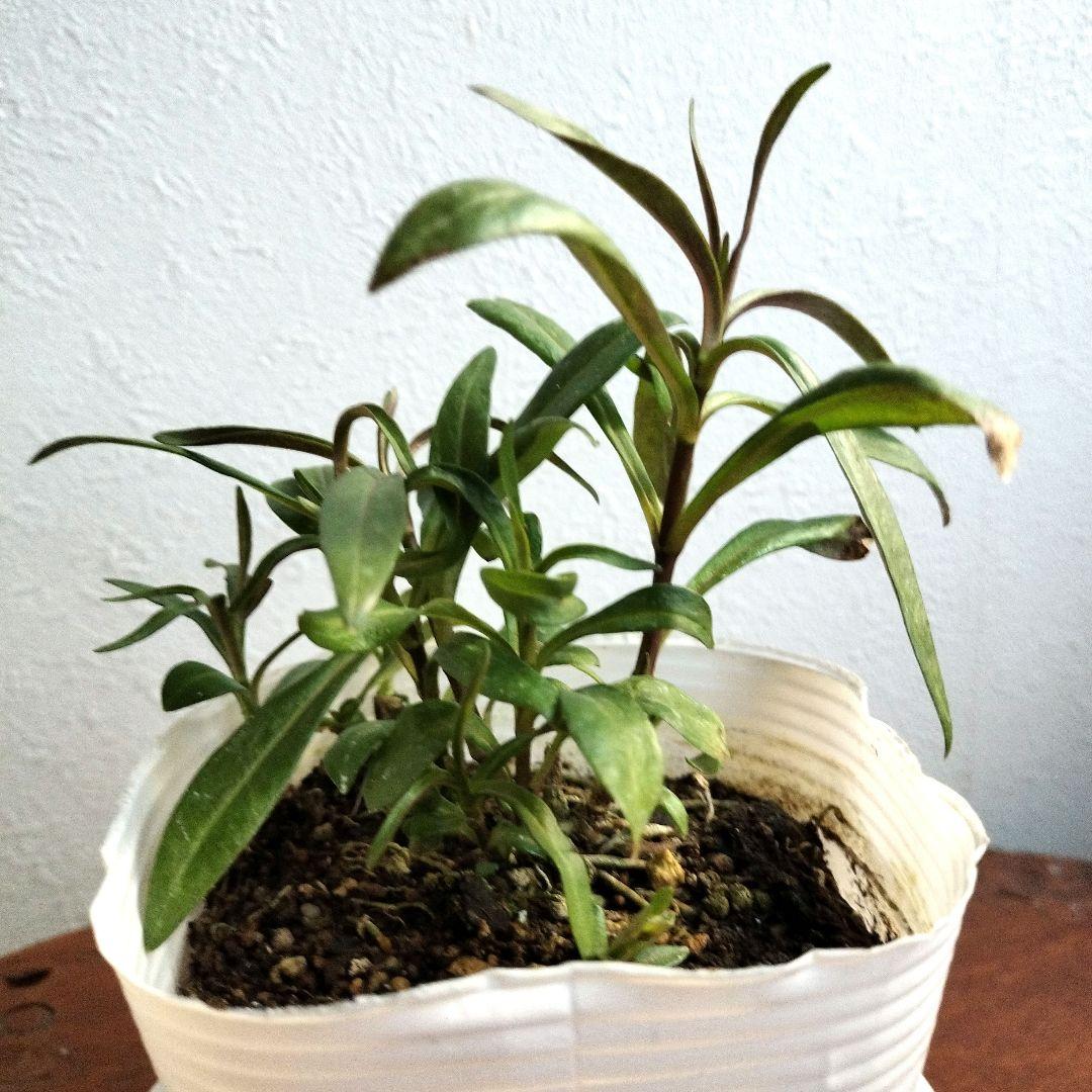 フロックス・ブルーフレームの苗 　♡3．5号ポットごと発送♡ 　　宿根草