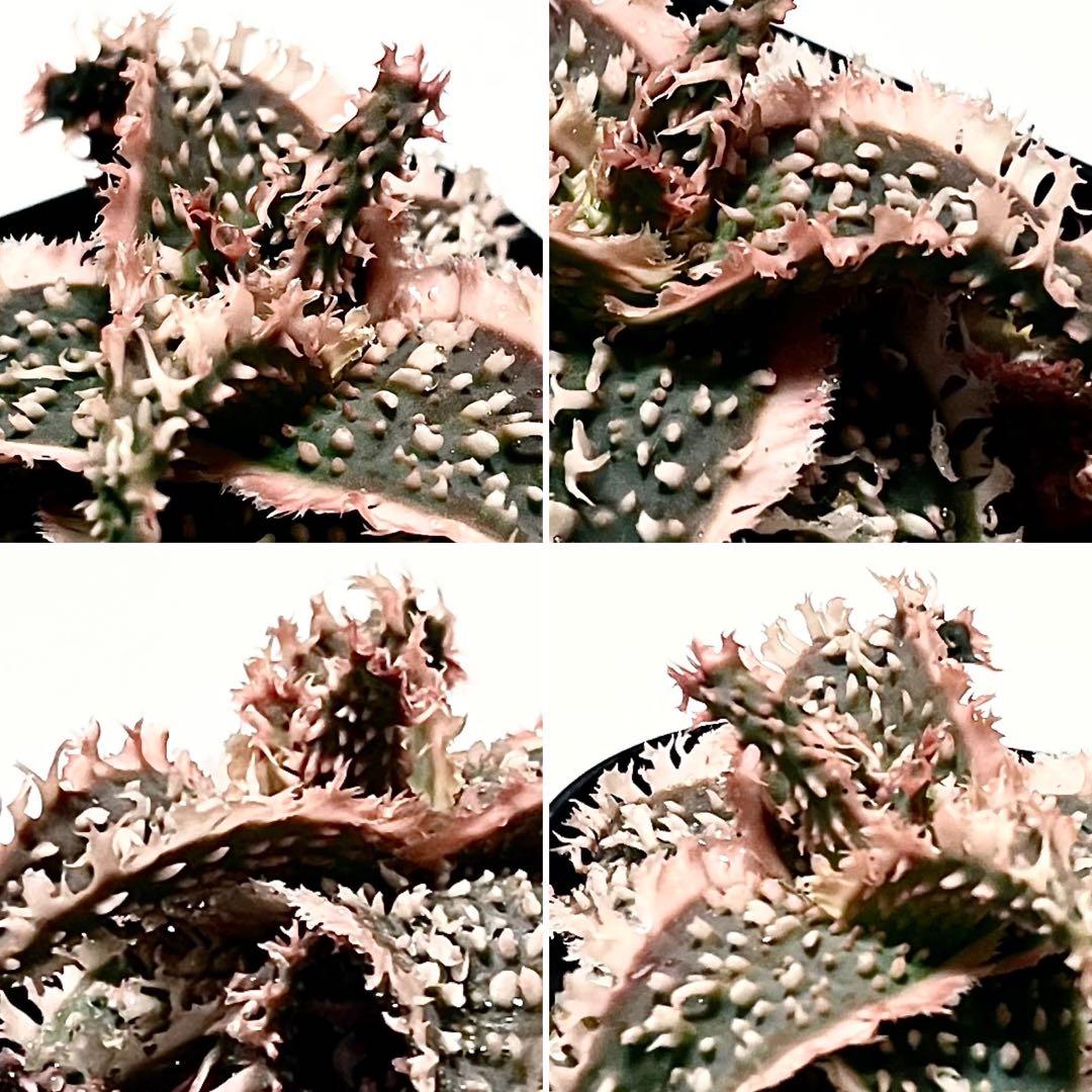 速達付き◾️アロエ TCT ハイブリッド【親株】子株2ヶ付き 送料込み