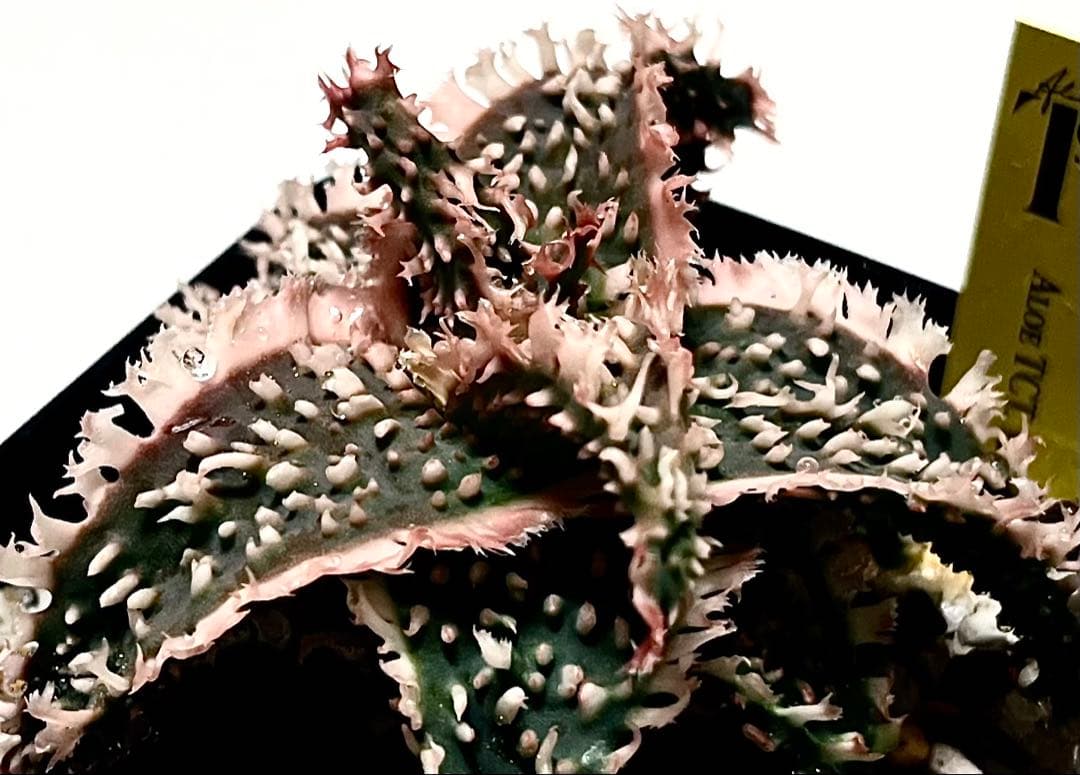 速達付き◾️アロエ TCT ハイブリッド【親株】子株2ヶ付き 送料込み