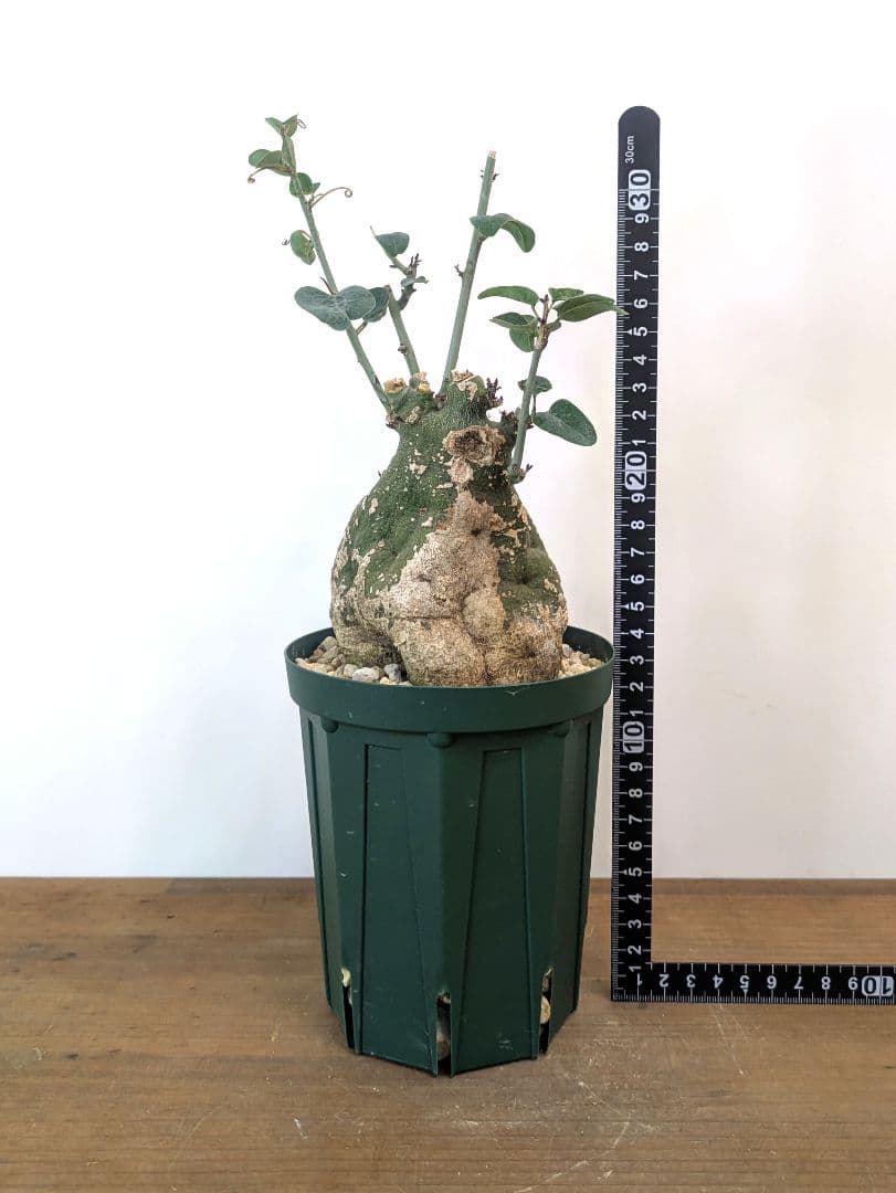 アデニア スピノーサ 現地株 発根済