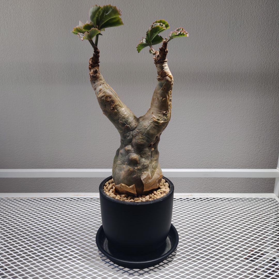 キフォステンマ　ベティフォルメ　ソマリア　塊根植物