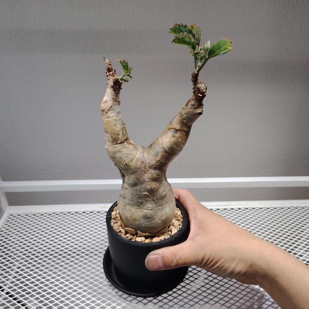 キフォステンマ　ベティフォルメ　ソマリア　塊根植物