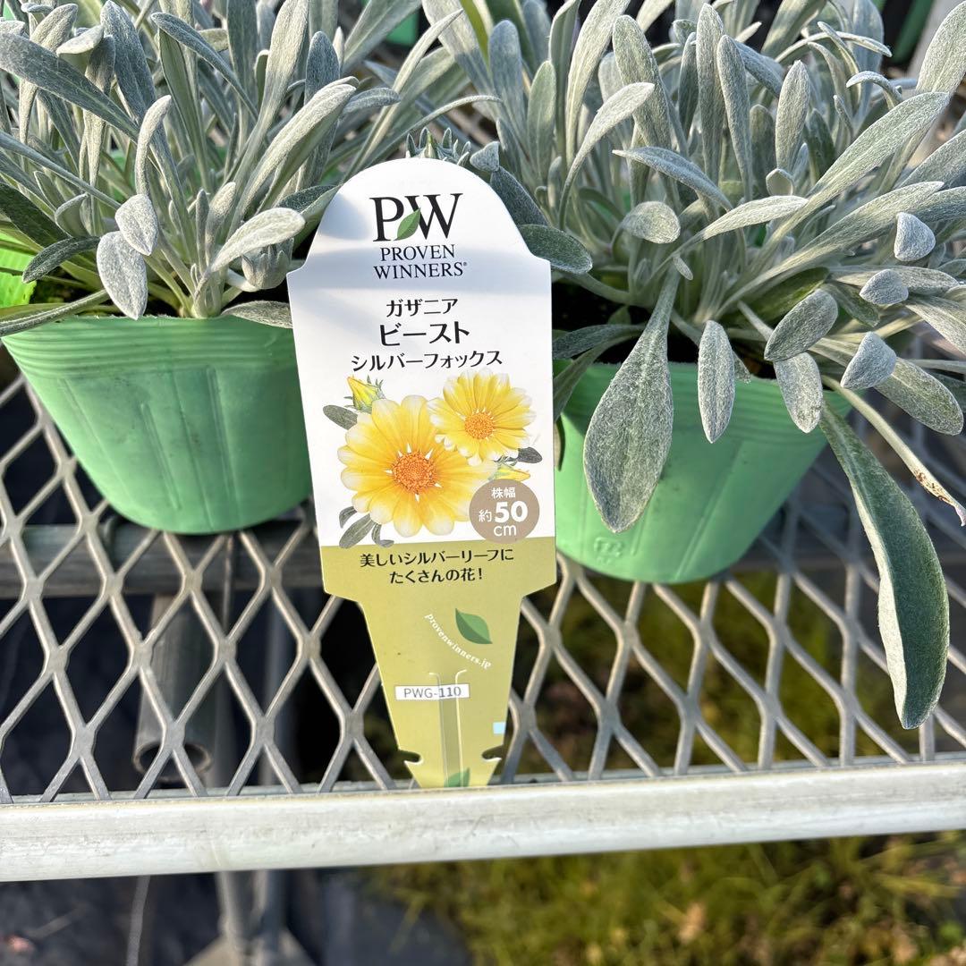 ガザニアシルバーフォックス12ポット