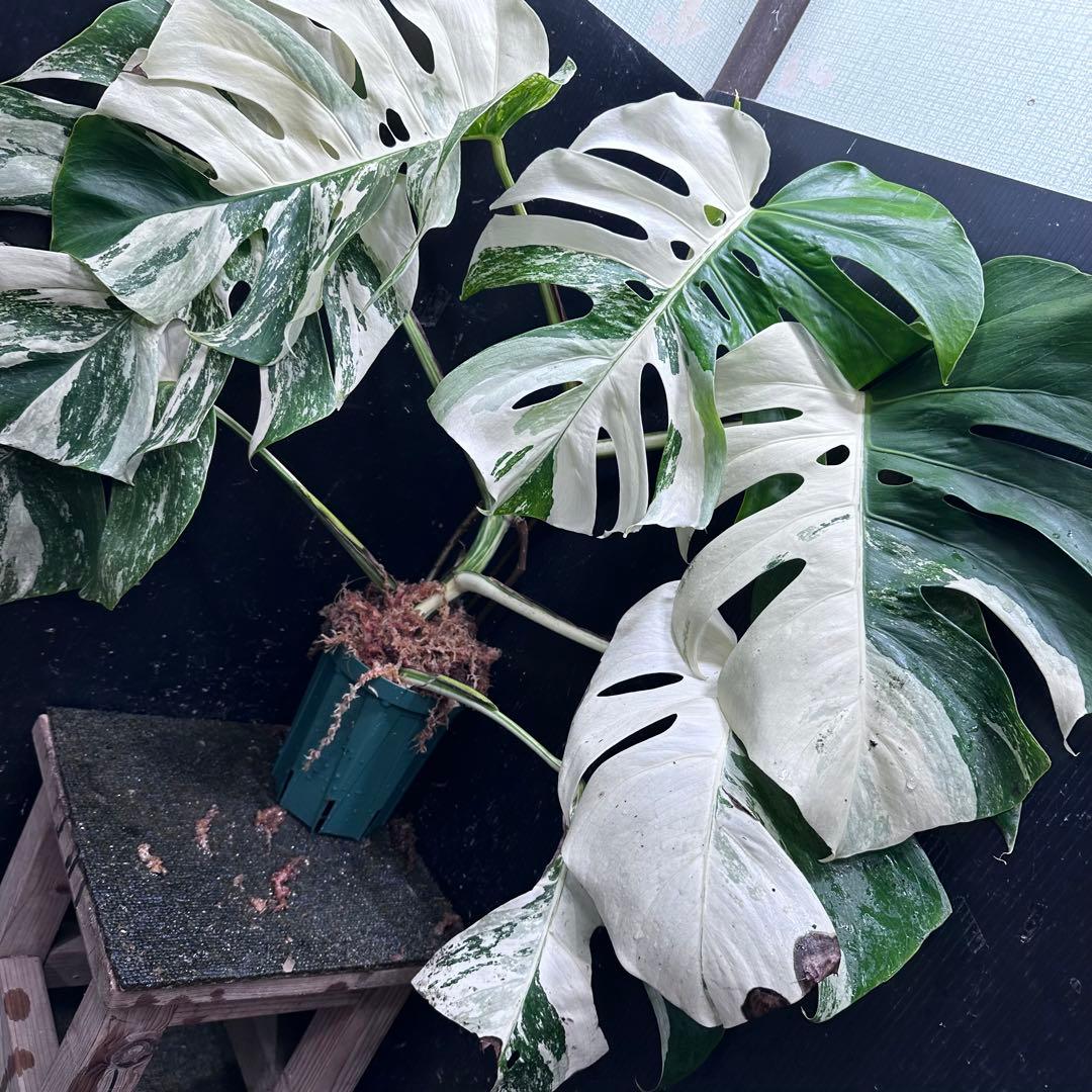 チ*ン様 斑入りモンステラ ホワイトタイガー極美大株70cm白斑多