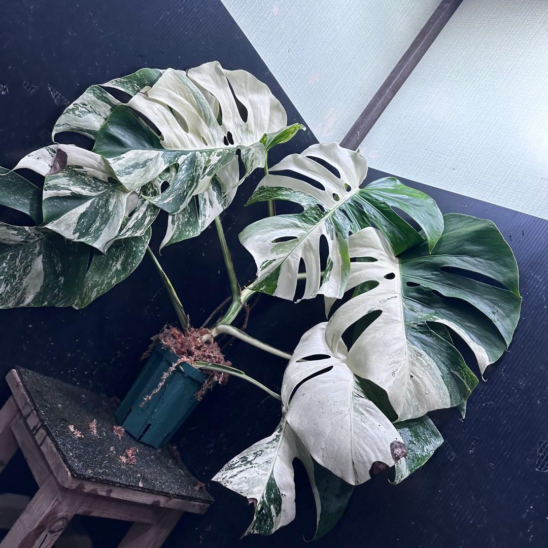 チ*ン様 斑入りモンステラ ホワイトタイガー極美大株70cm白斑多