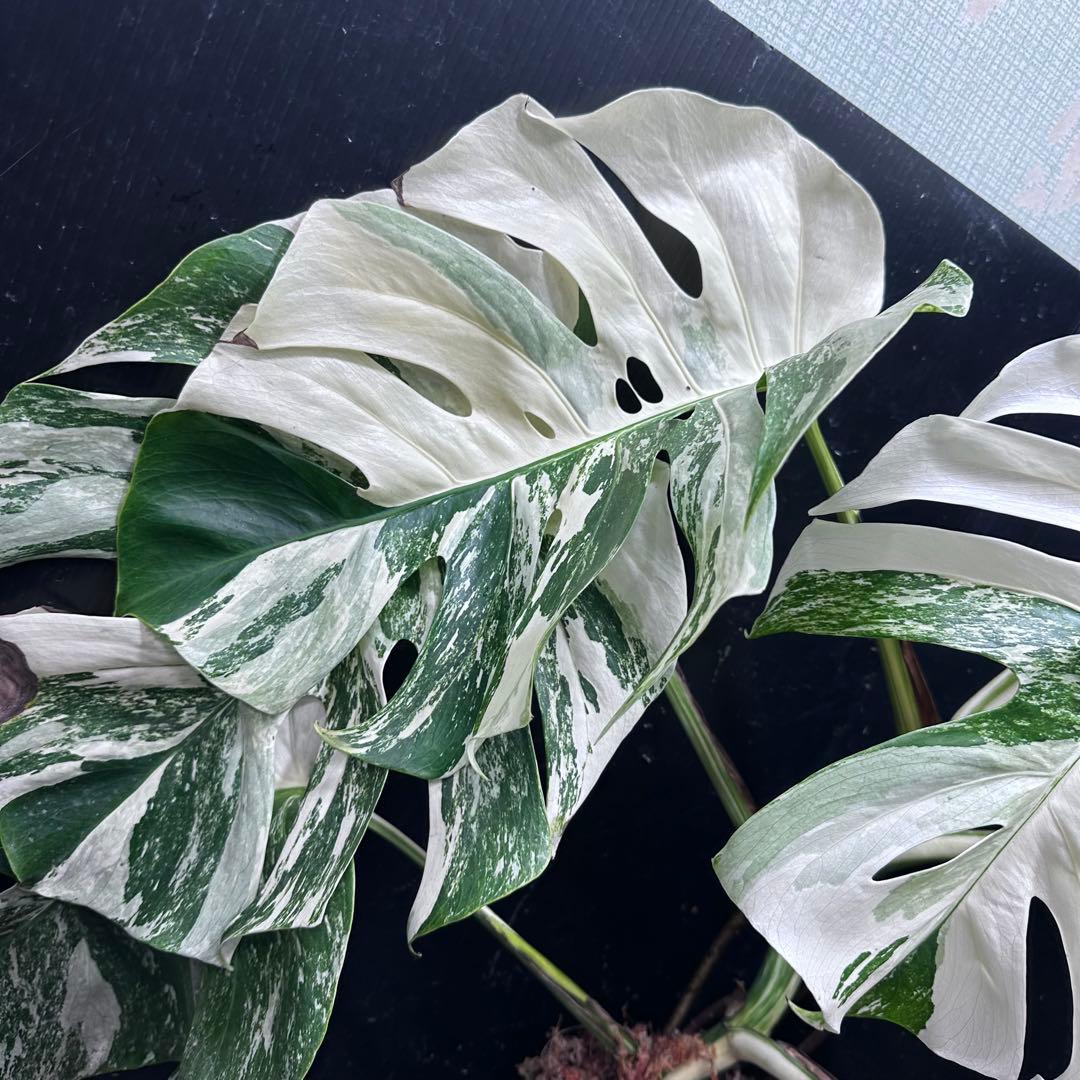 チ*ン様 斑入りモンステラ ホワイトタイガー極美大株70cm白斑多
