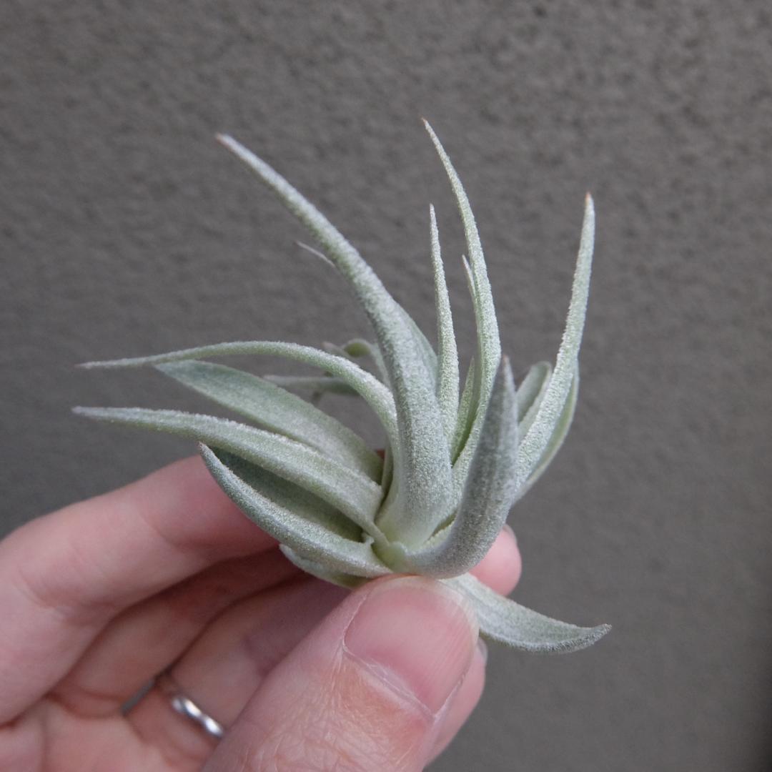ブロメリア・エアープランツ Tillandsia 'Lavender Frost'