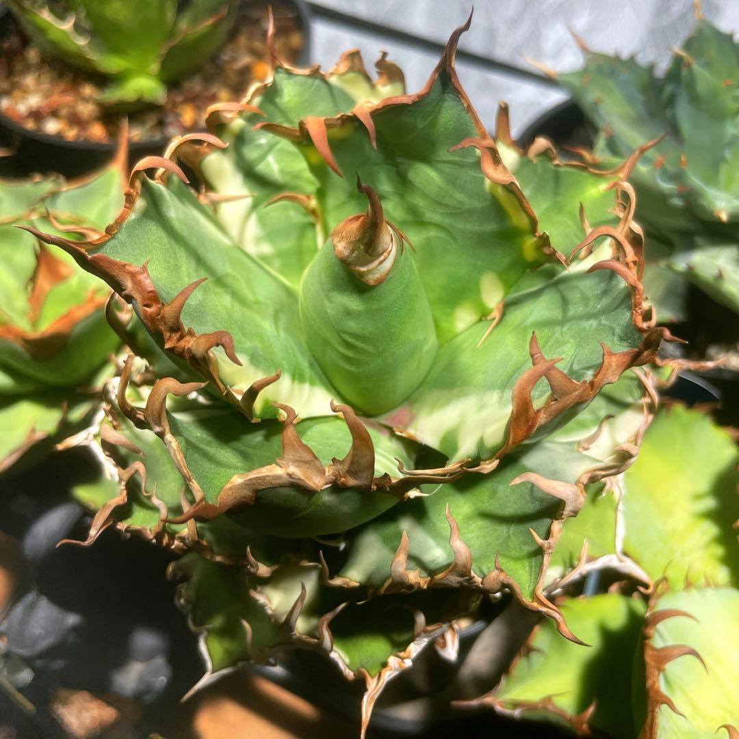 特選　アガベ チタノタ \"凱撒錦\" シーザー錦 \"白覆輪\" 極上　親株