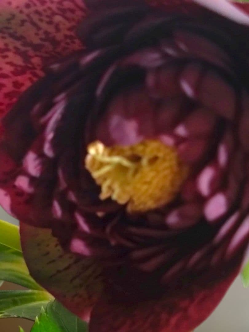 クリスマスローズ　多弁ブロッチ