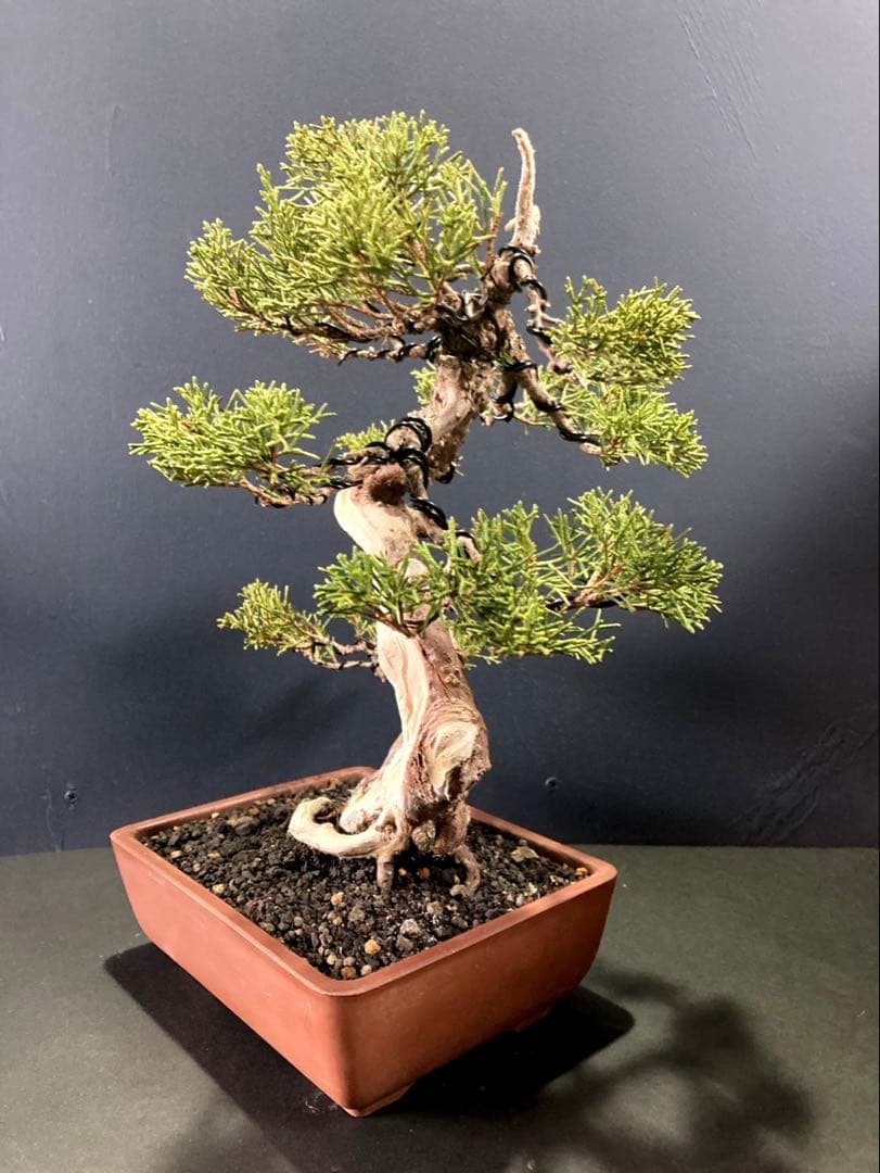 糸魚川真柏盆栽