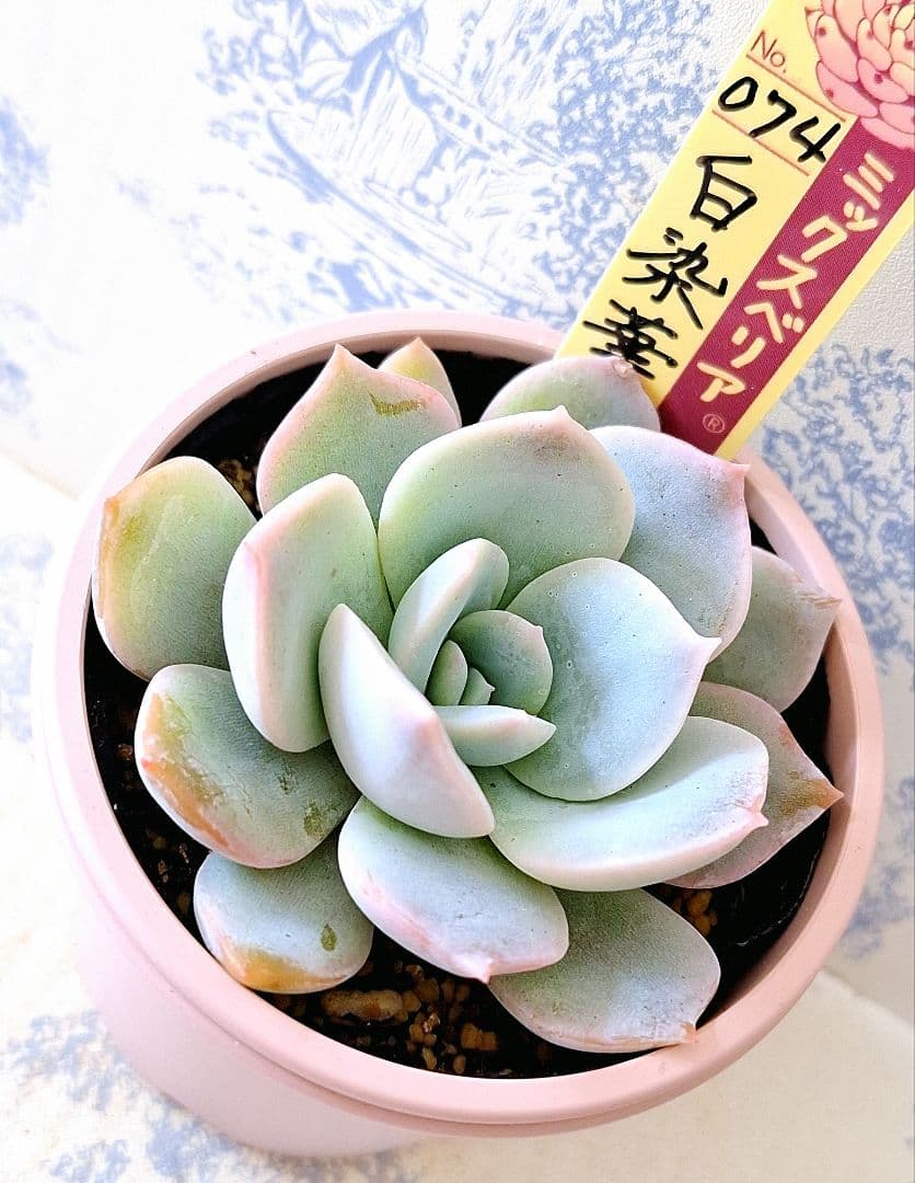 ꕤclara*様 リクエスト 9点 まとめ商品