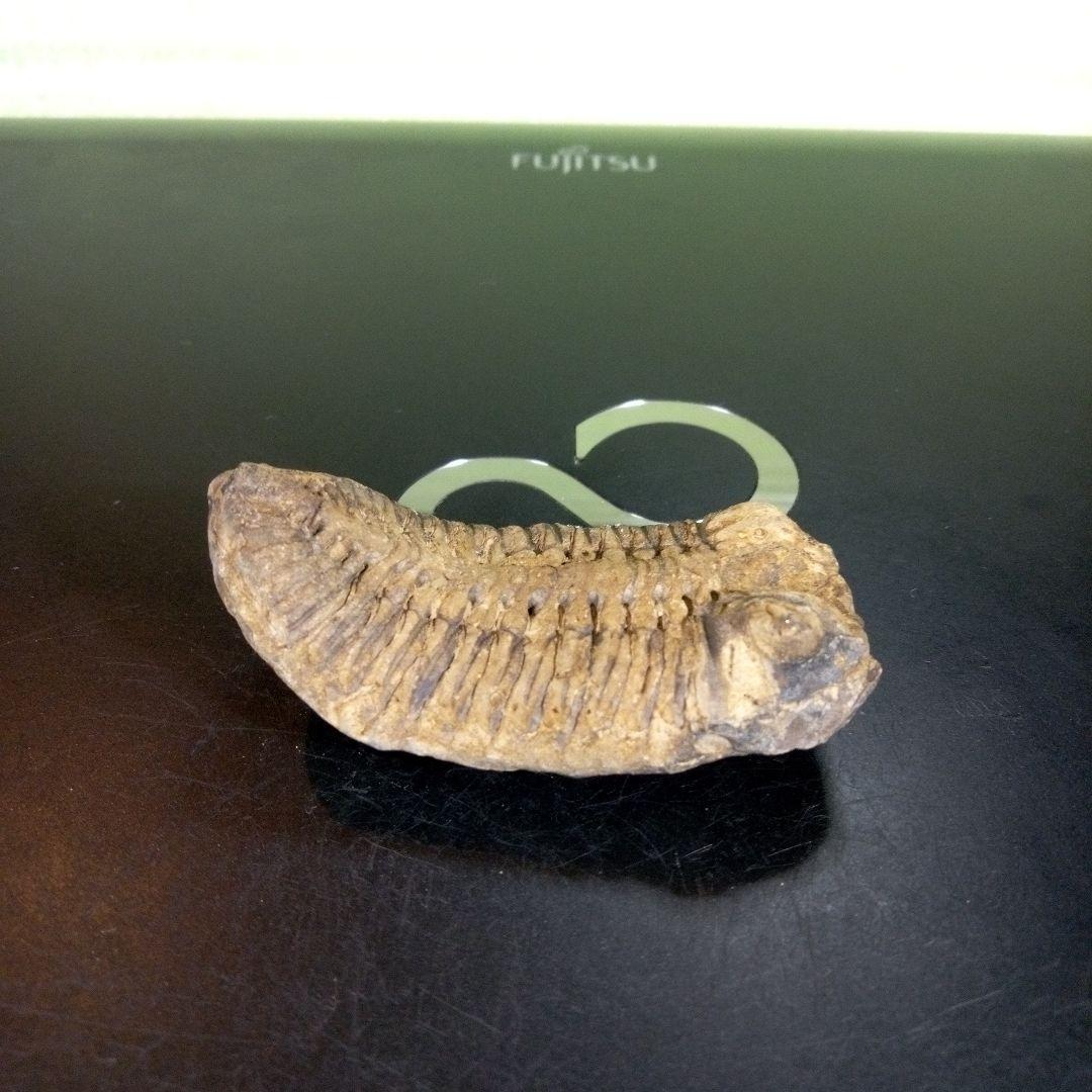 三葉虫　化石　fossil　ボリビア産　trilobite　ノジュール判別⑤