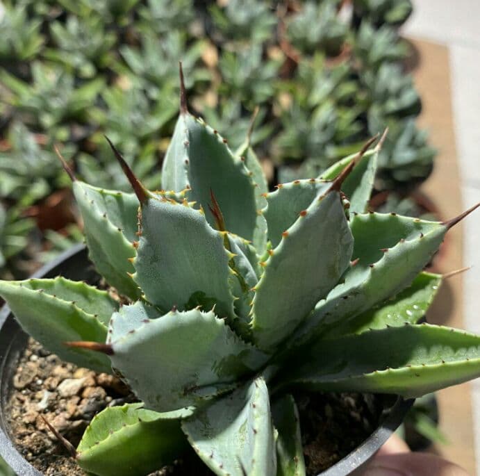 60株 多肉植物 アガベ　ポタトラム　キュービック