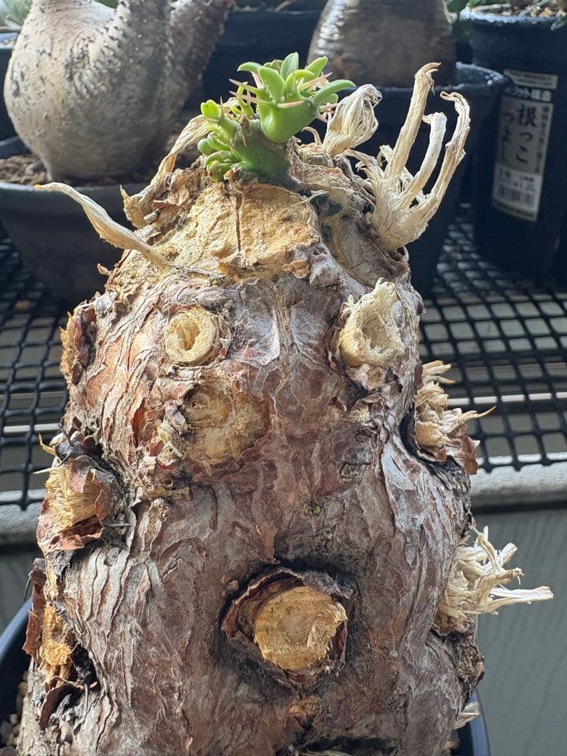 ユーフォルビア　ムランジーナ　発根済み　良型