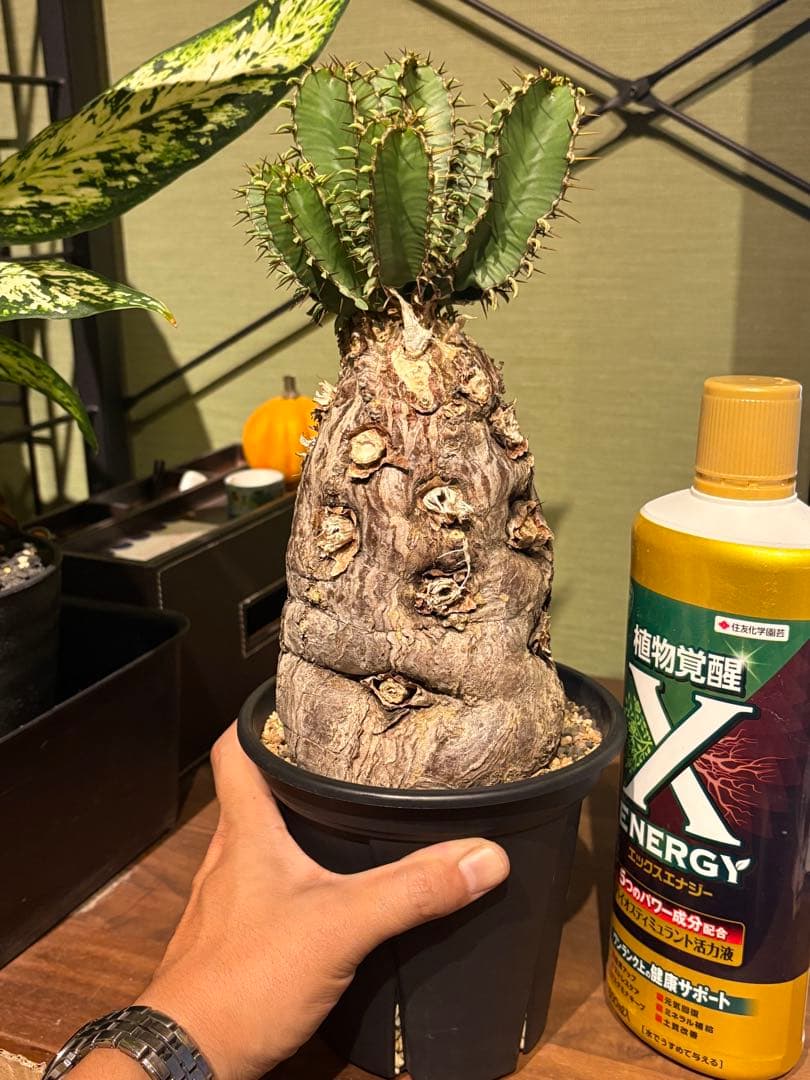 ユーフォルビア　ムランジーナ　発根済み　良型