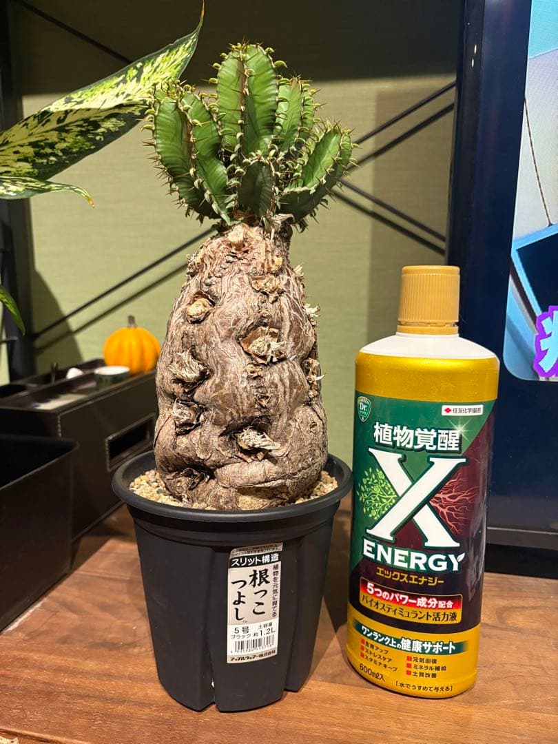 ユーフォルビア　ムランジーナ　発根済み　良型