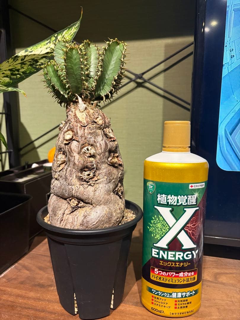 ユーフォルビア　ムランジーナ　発根済み　良型