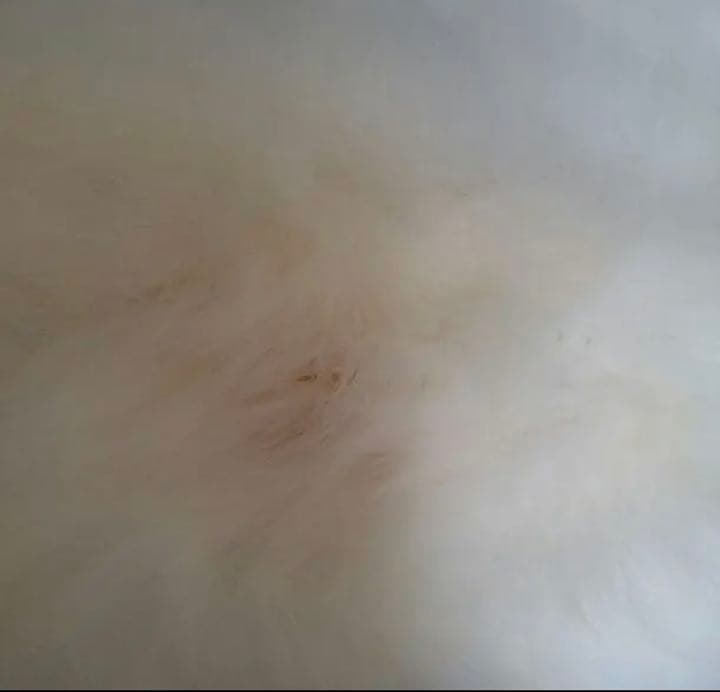 成人式着物セット