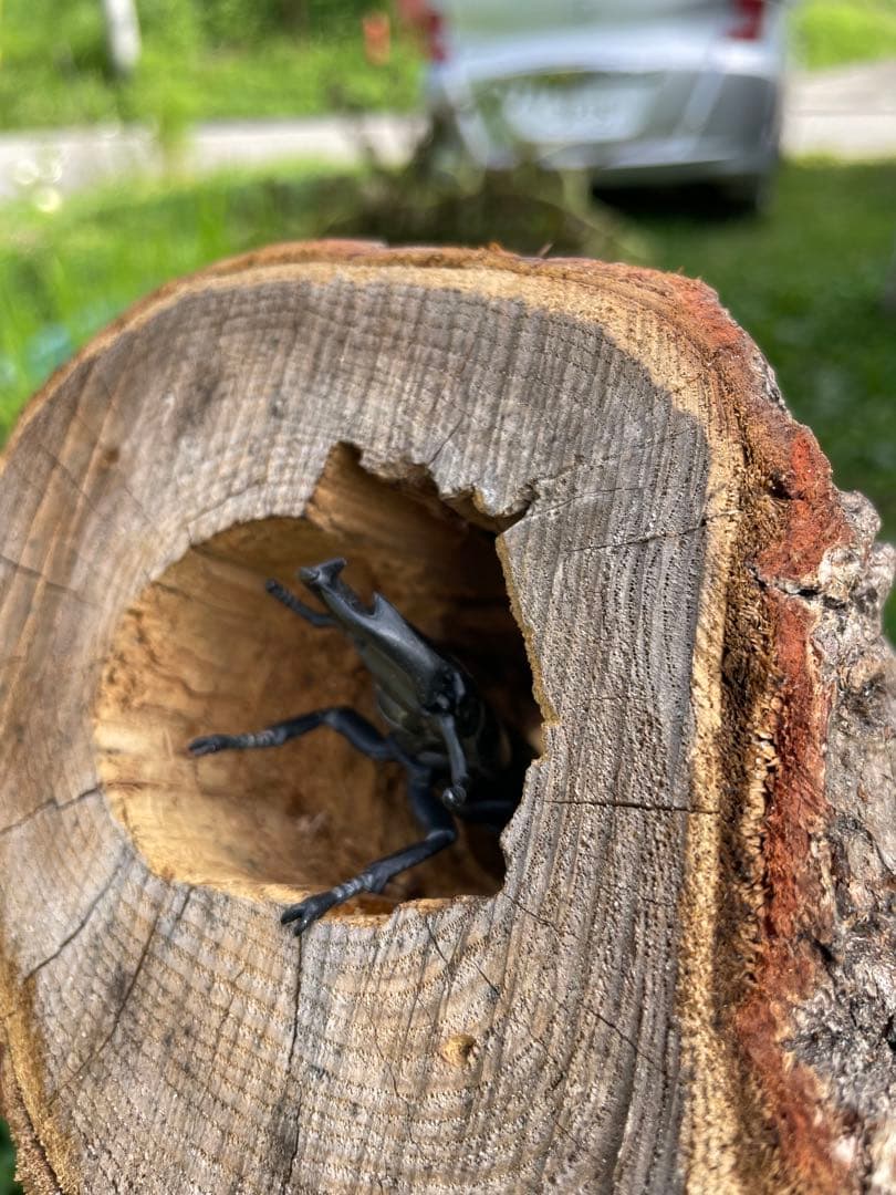 クワリウム　シェルター　登り木　エサ台　特大サイズ