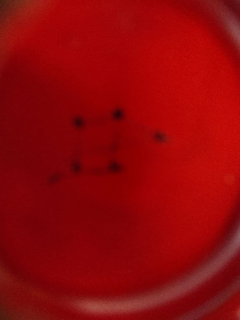 角 偉三郎 朱塗り片口 新年のお祝い事に… お値段変更　 お値引きしました…