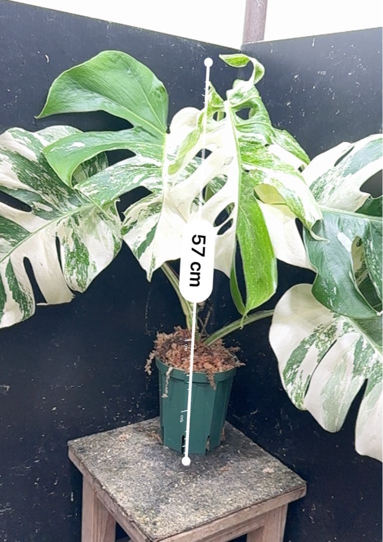 h*.様 斑入りモンステラ ホワイトタイガー極美大株57cm白斑多