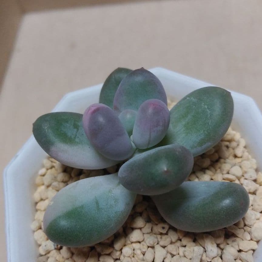 多肉植物　値下げ　紅頬美人錦　抜き苗