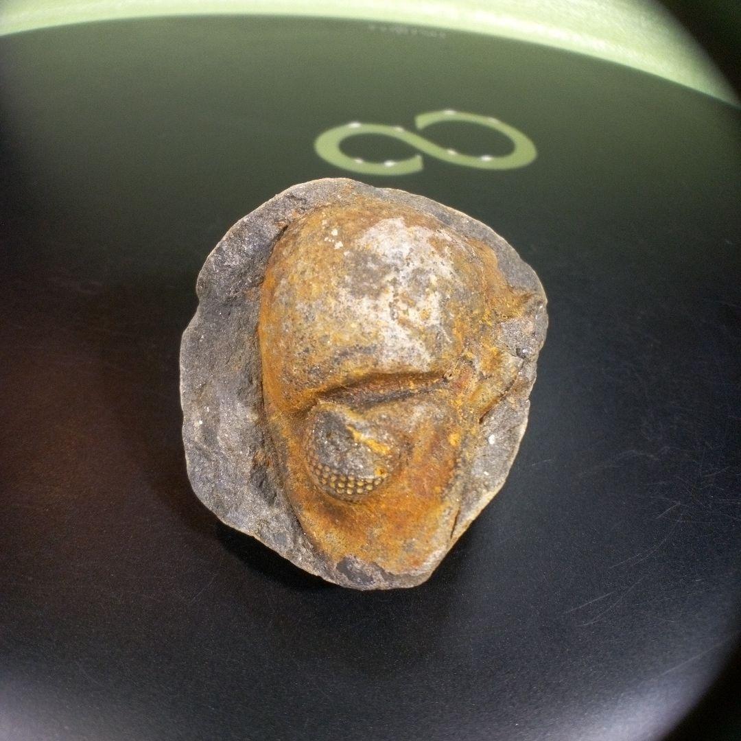 三葉虫　化石　fossil　ボリビア産　trilobite　ボリビア三葉虫郡①