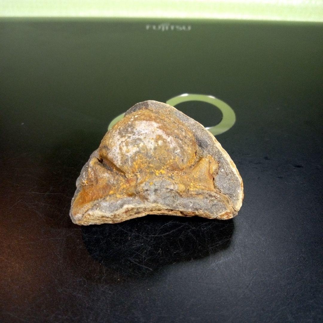 三葉虫　化石　fossil　ボリビア産　trilobite　ボリビア三葉虫郡①