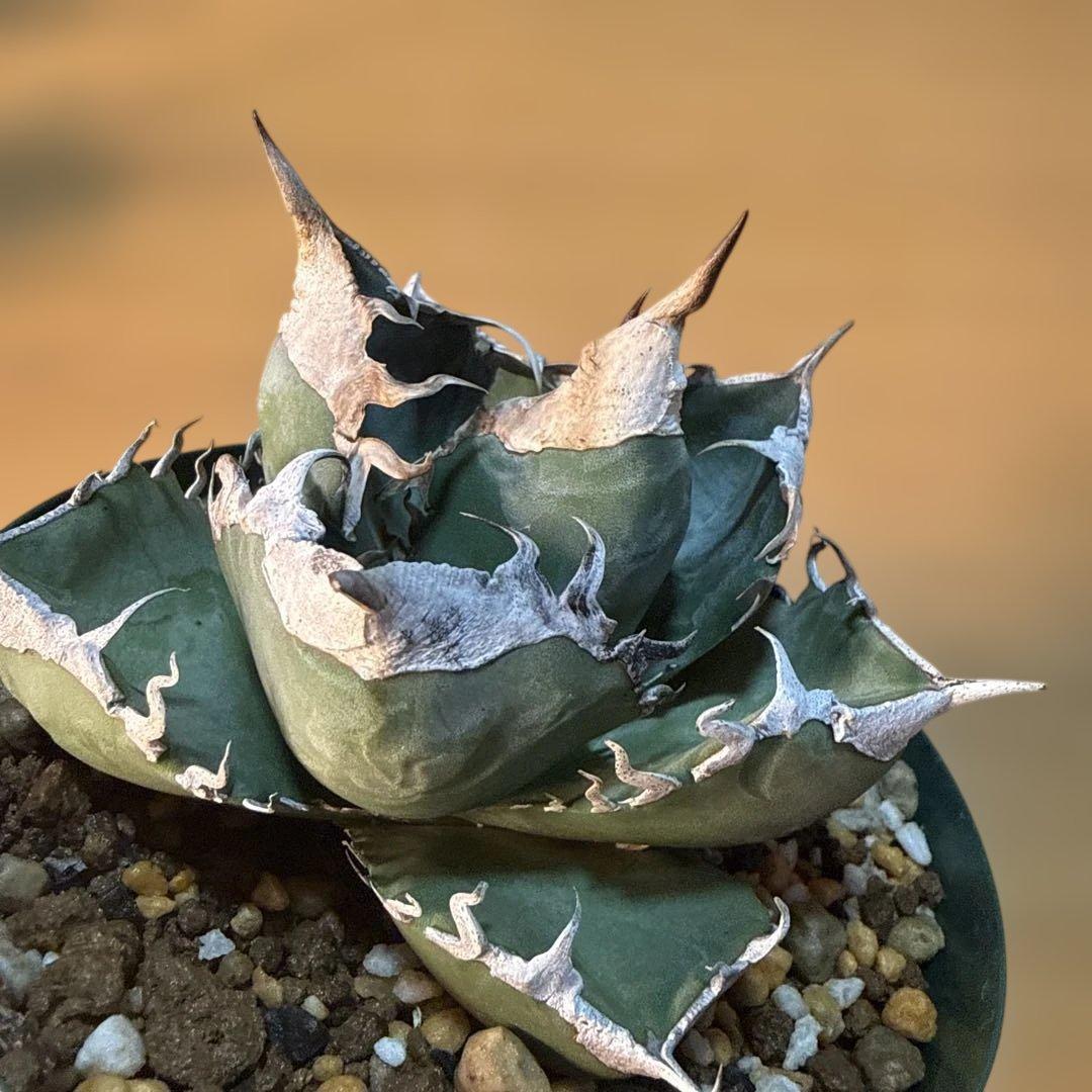 【極上】アガベ 南アフリカダイヤモンド スリット鉢120サイズ SAD