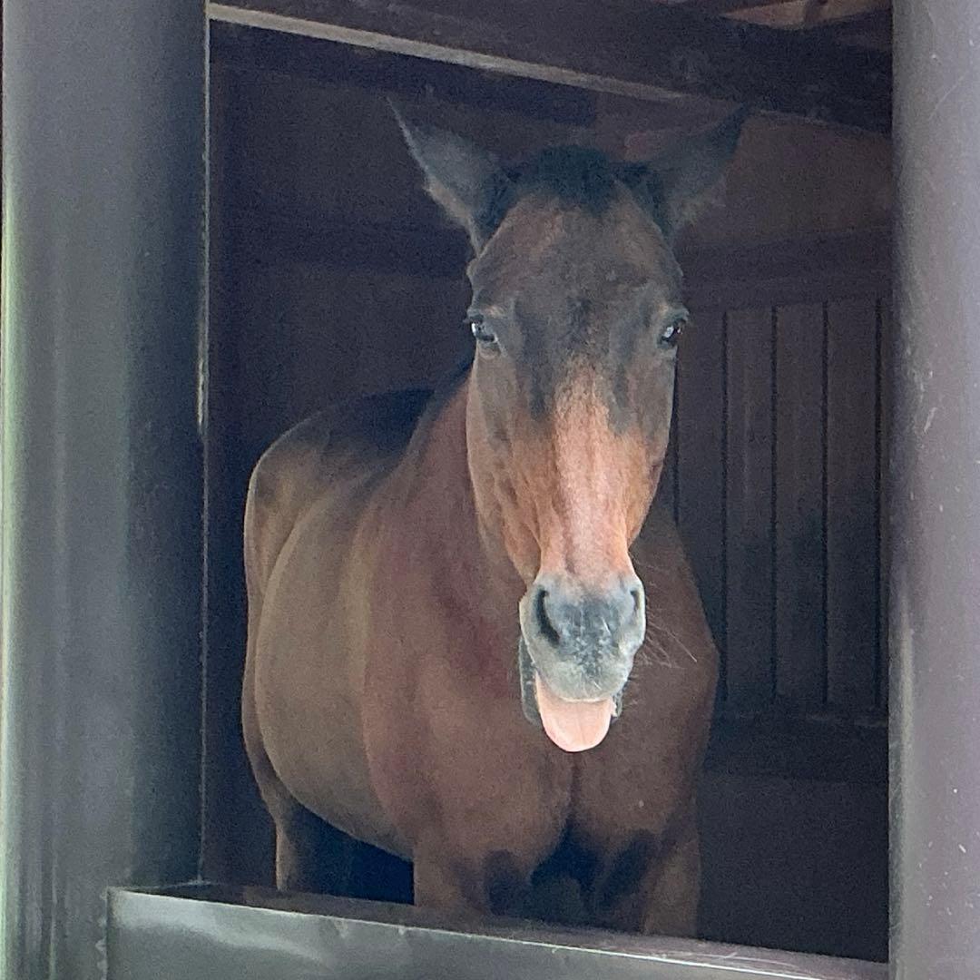糸魚川翡翠　金山谷　勾玉　1点のみ‼︎