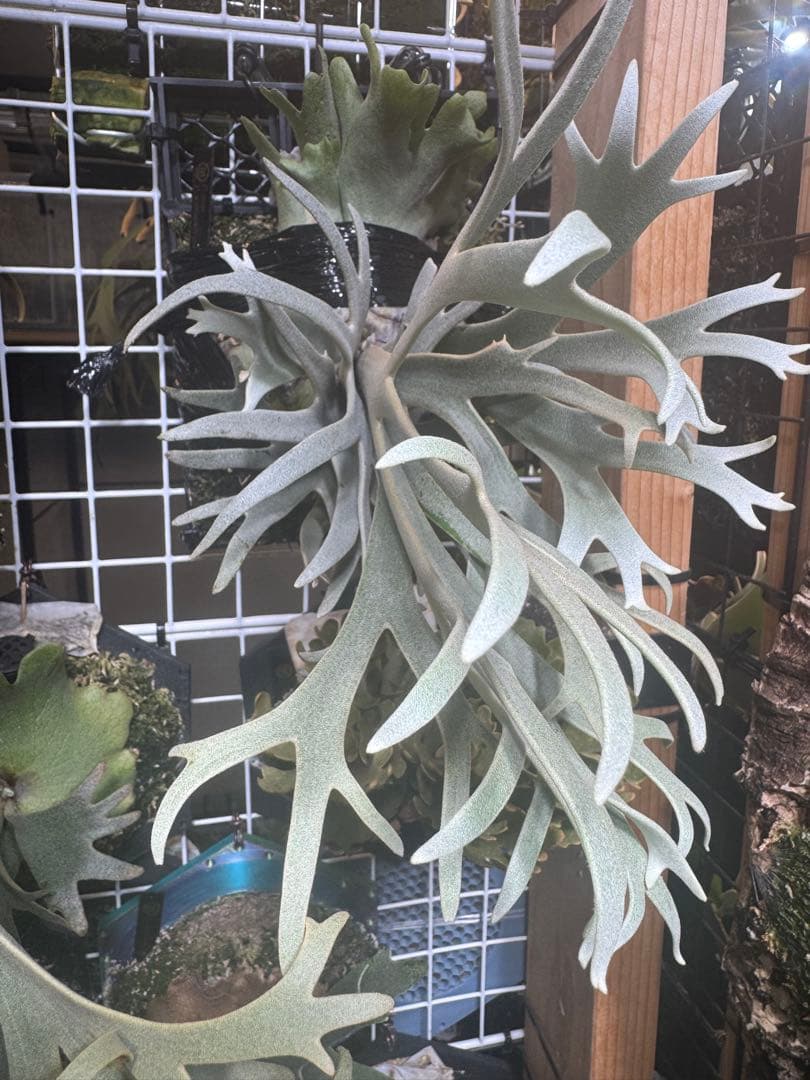 ビカクシダ willinckii samurai gqgq mix