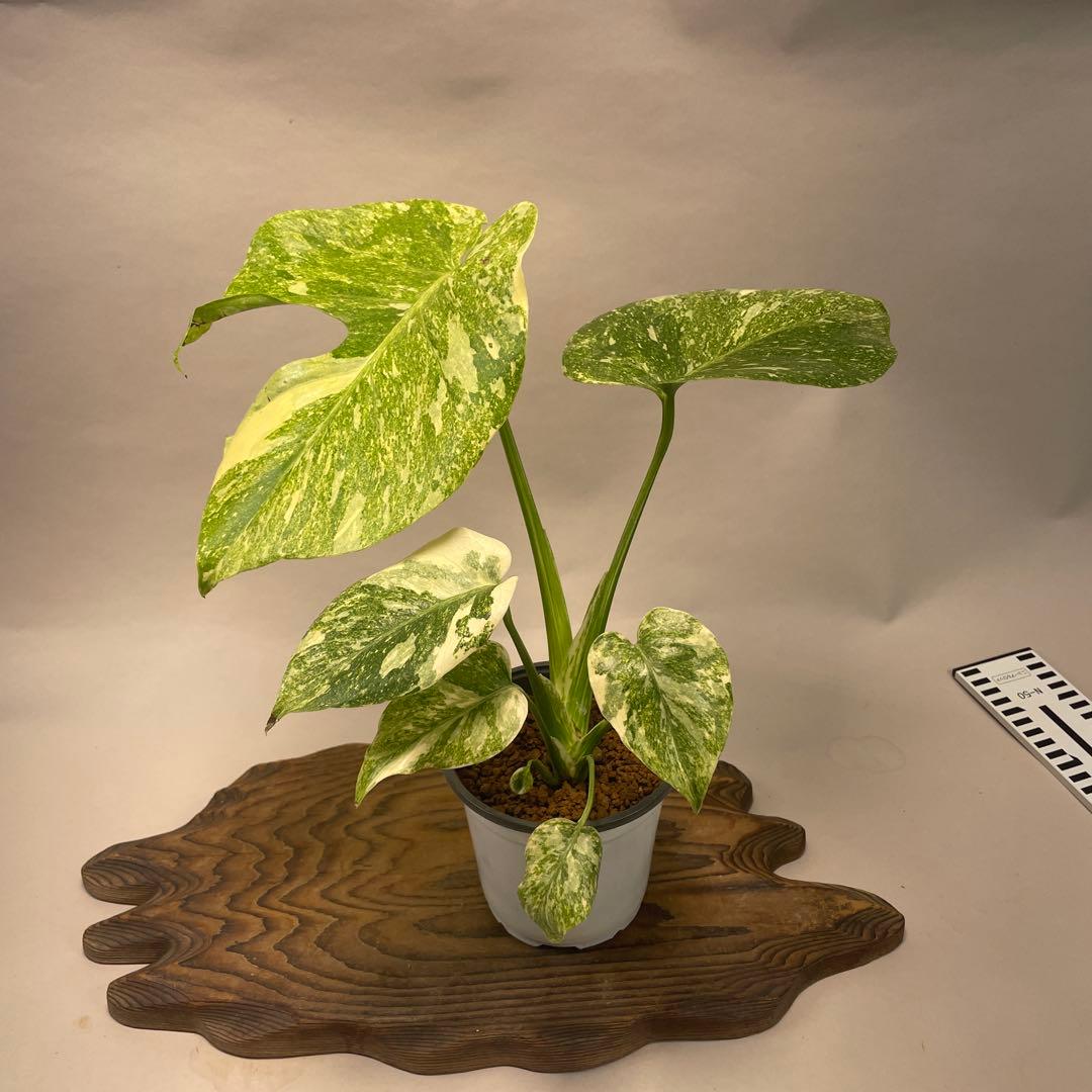 a*a様 A15 モンステラ　デリシオーサ　レガシー　斑入り