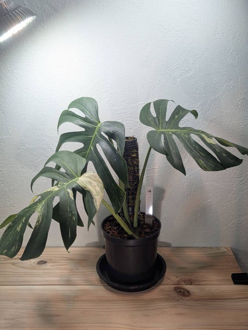 【希少斑入り】 モンステラ・ボルシギアナ・ミント 現物出品 大株 美斑あり