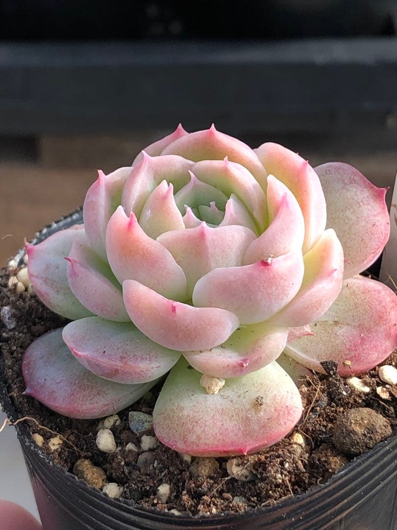 多肉植物 桃乃神♡抜き苗(KAMIさん苗)