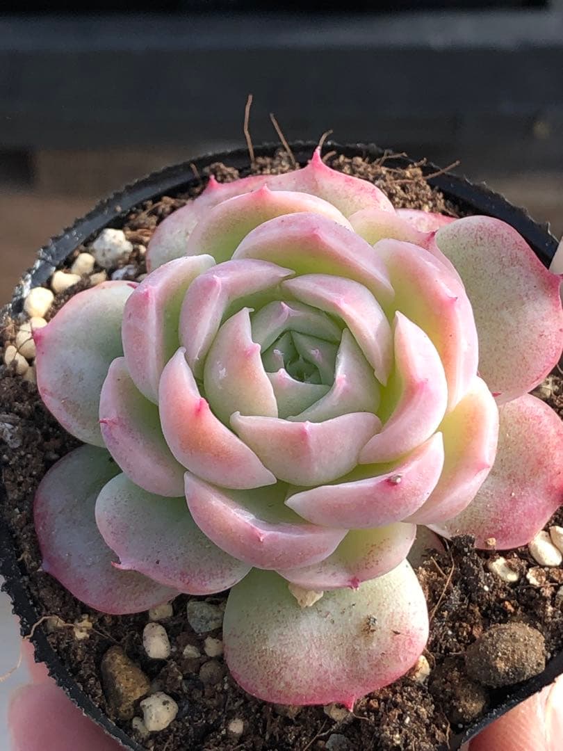 多肉植物 桃乃神♡抜き苗(KAMIさん苗)