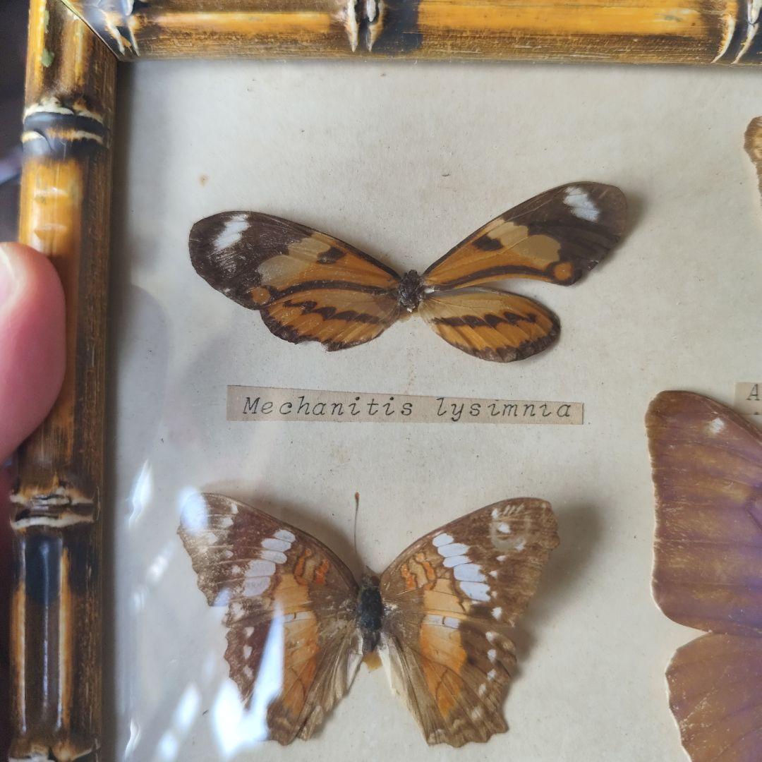 昆虫標本　蝶コレクション　イギリス　アンティーク