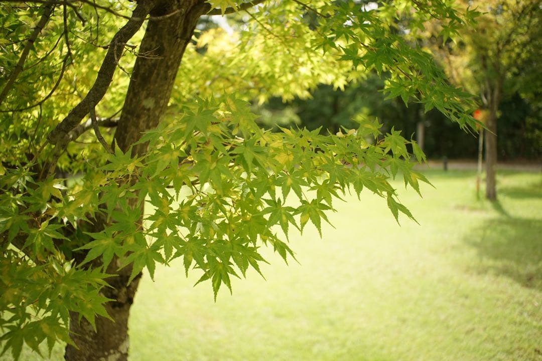 作例付き　Nikon NIKKOR-H AUTO 28mm F3.5 管mpr