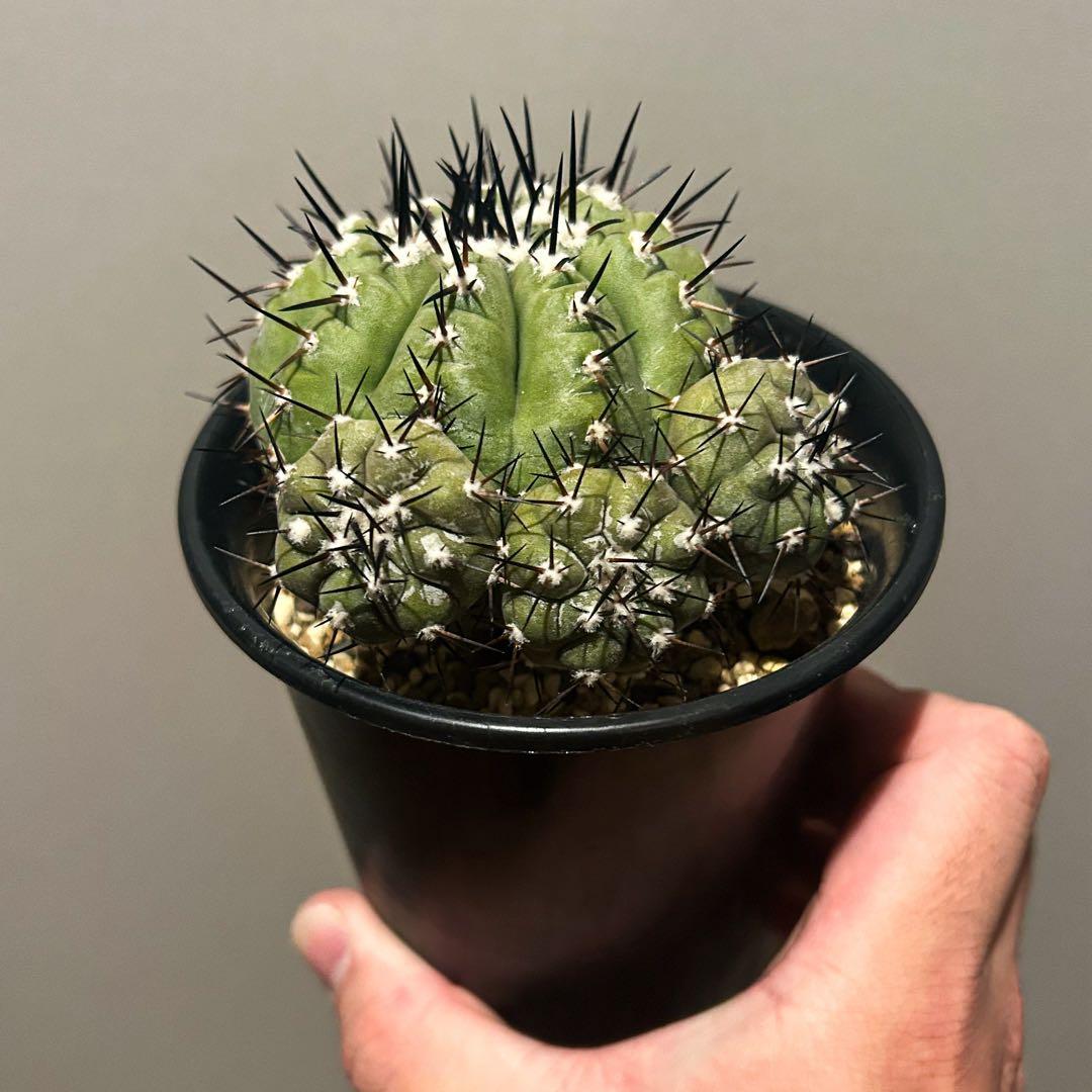 さ*男様 コピアポア　シネレア　黒王丸