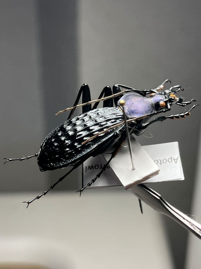 【38mm】アロウトゲオサムシ エリスカブリモドキ オサムシ標本 オサムシ